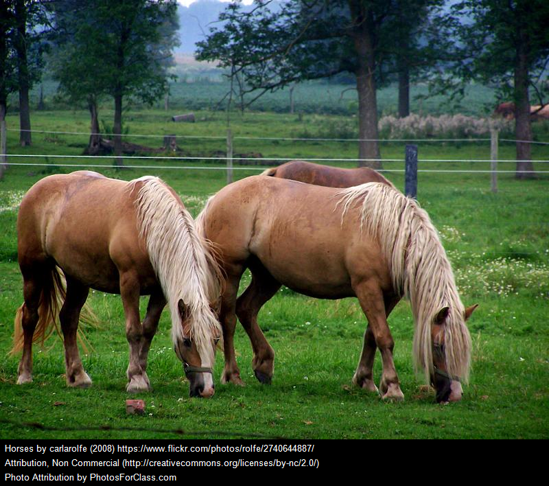 Horses