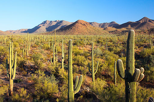 Sonoran Desert