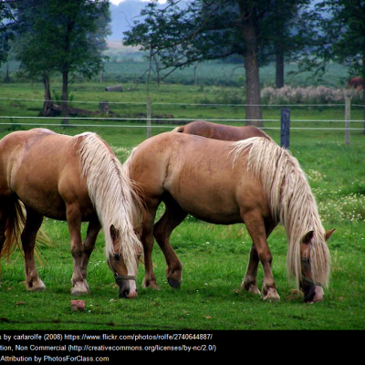 Horses